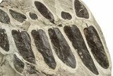 Carboniferous Fossil Fern (Neuropteris) Plate - France #338434-1
